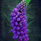 Lupine