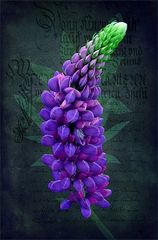 Lupine