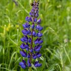 Lupine