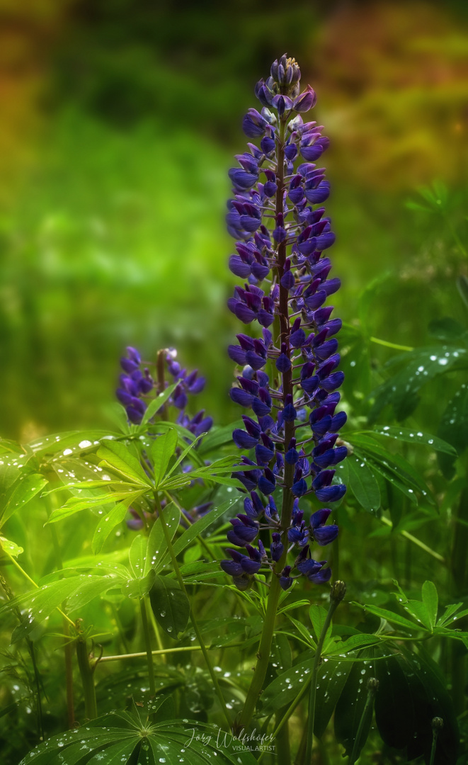 Lupine