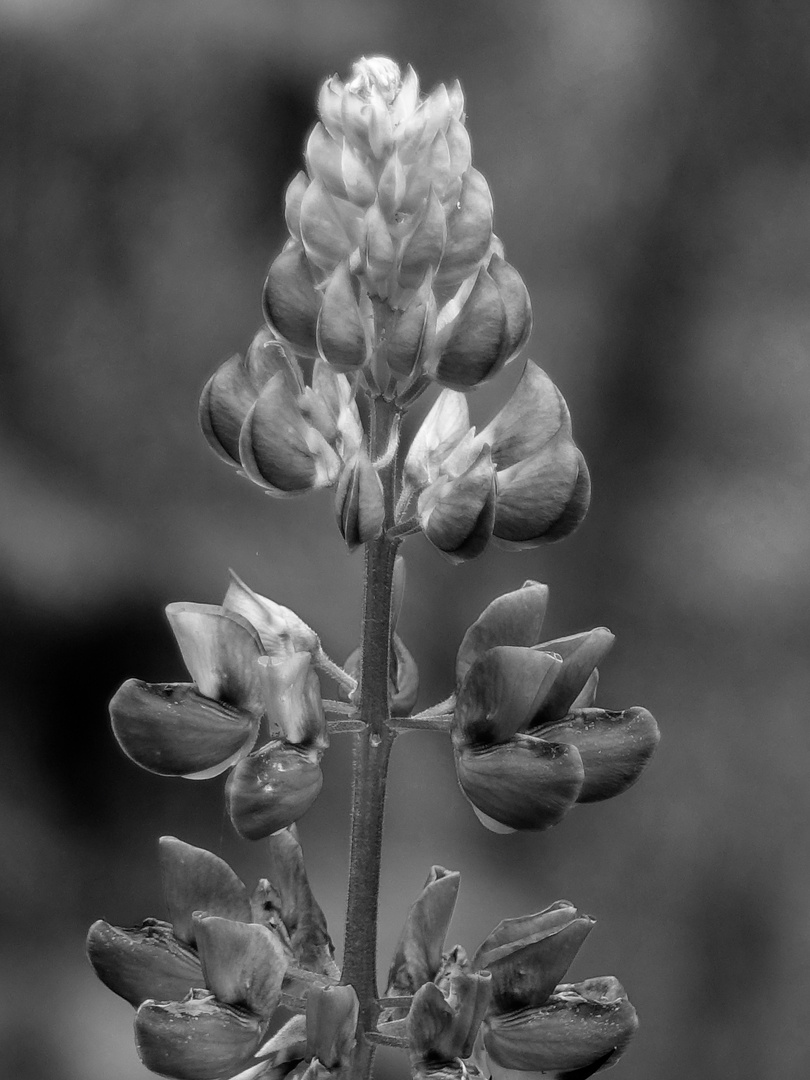 Lupine  