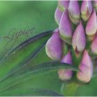 Lupine