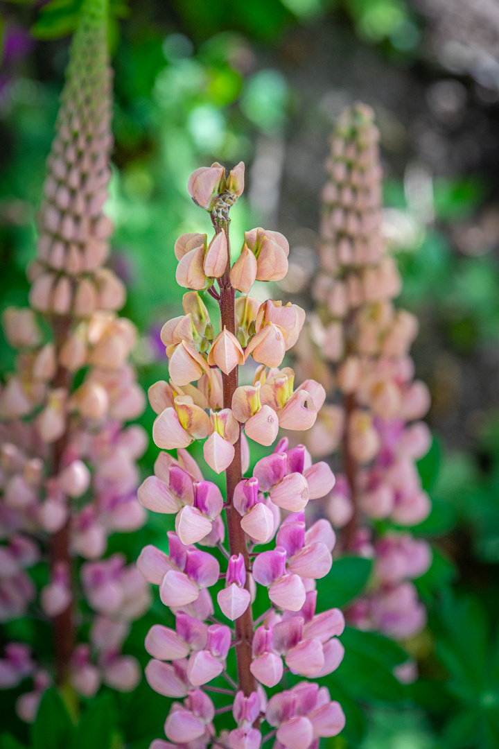 Lupine