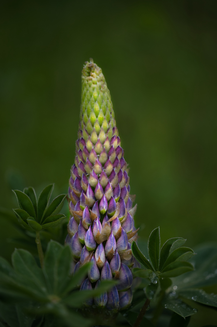 Lupine