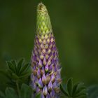 Lupine