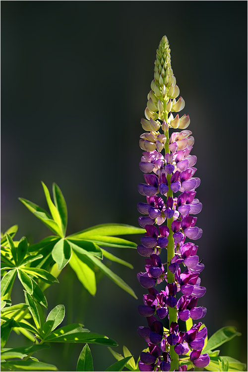 Lupine