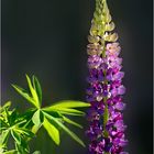 Lupine