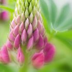 Lupine