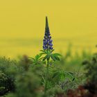 Lupine am Morgen