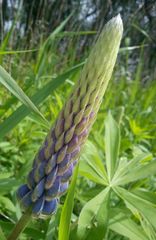 Lupine am See.