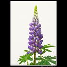 Lupine