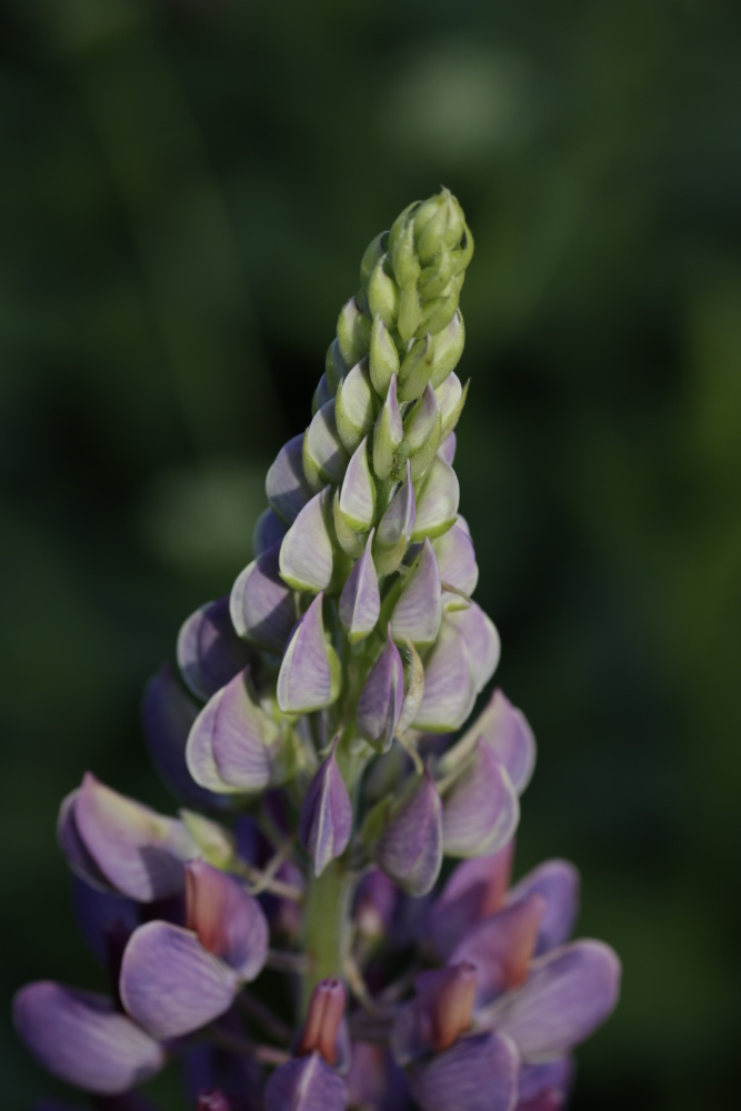 Lupine