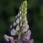 Lupine