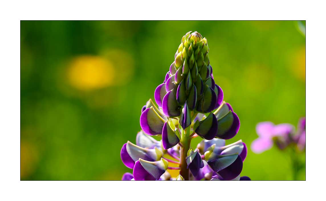 Lupine