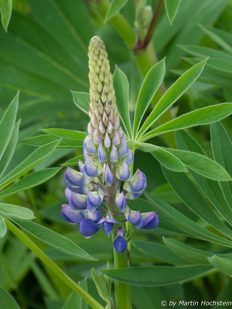 Lupine ...