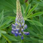 Lupine ...