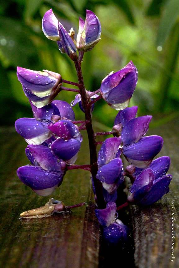 Lupine