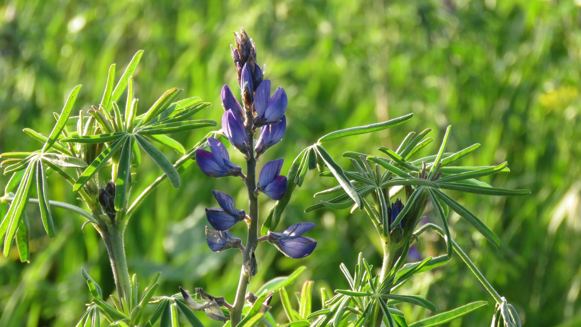 Lupine...