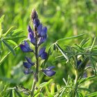 Lupine...