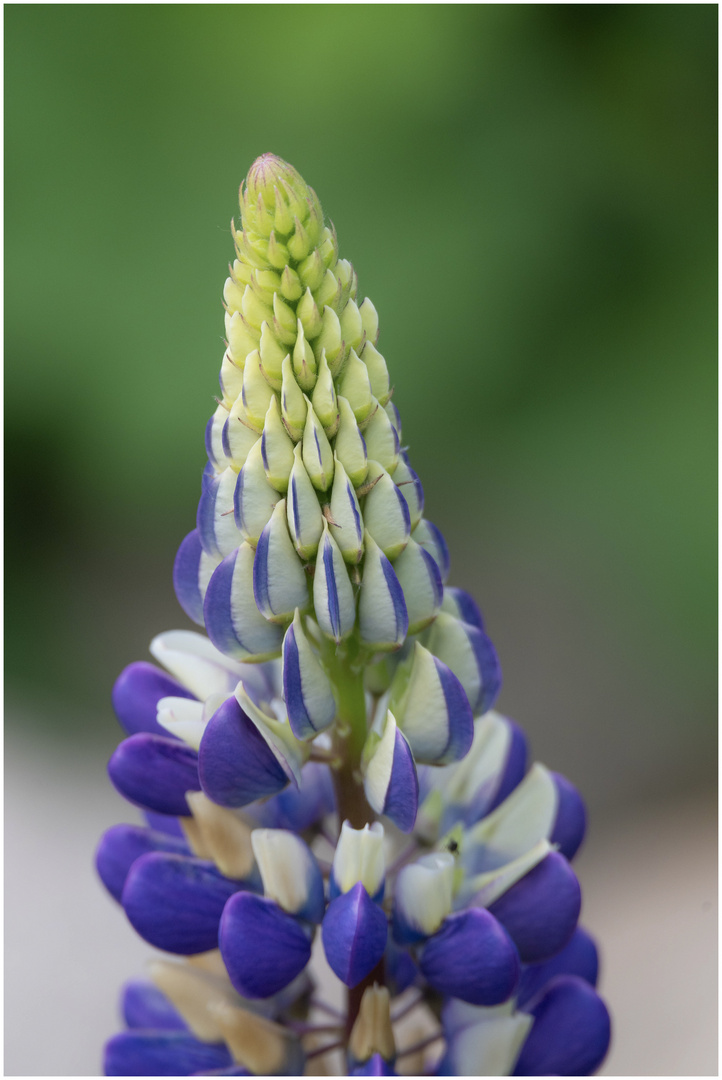 Lupine