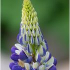 Lupine