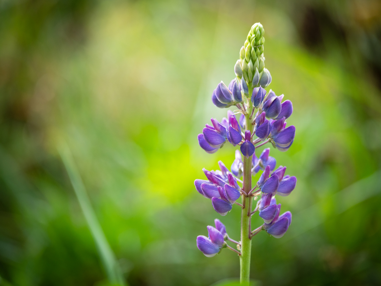 Lupine