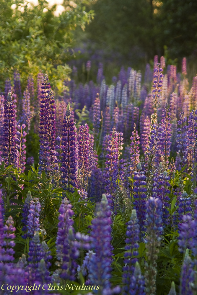 Lupine