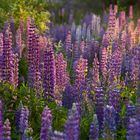 Lupine