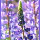 Lupine