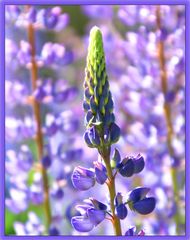 Lupine