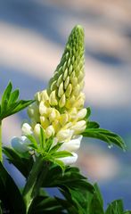 Lupine