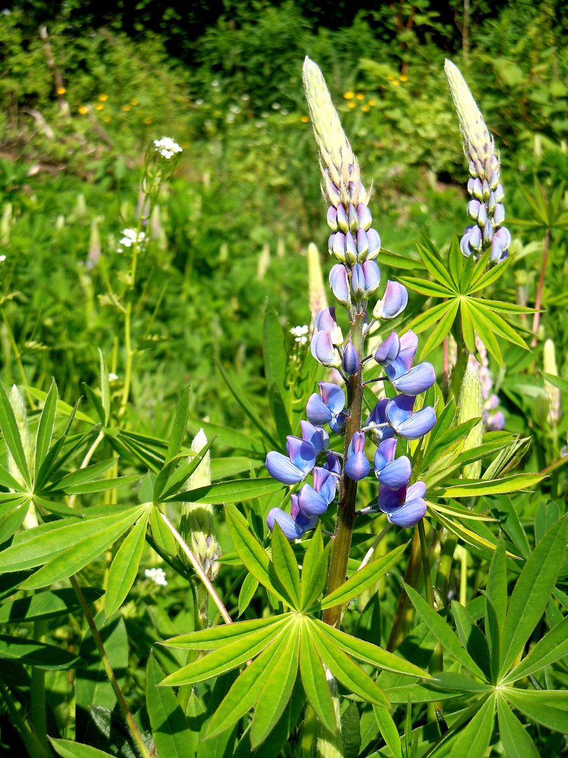 Lupine