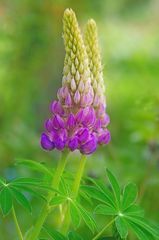 Lupine