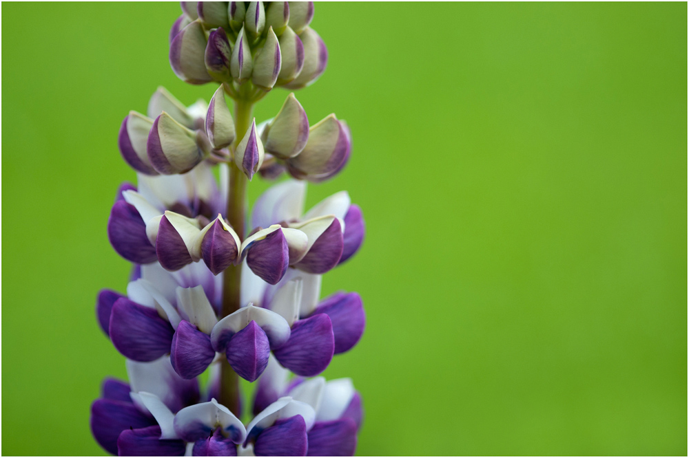 Lupine