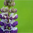 Lupine