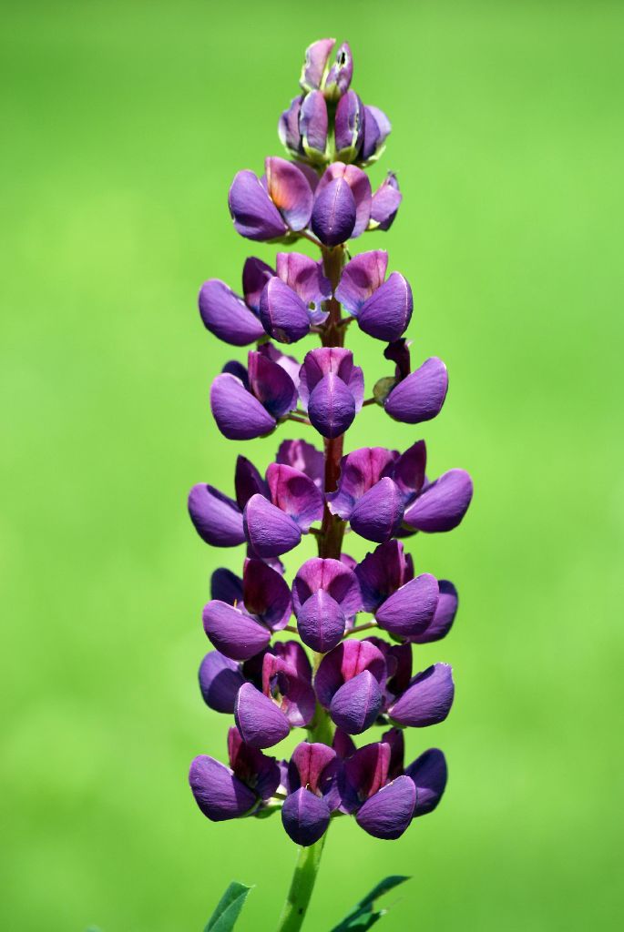 Lupine