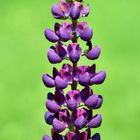 Lupine