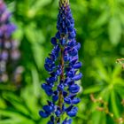 Lupine