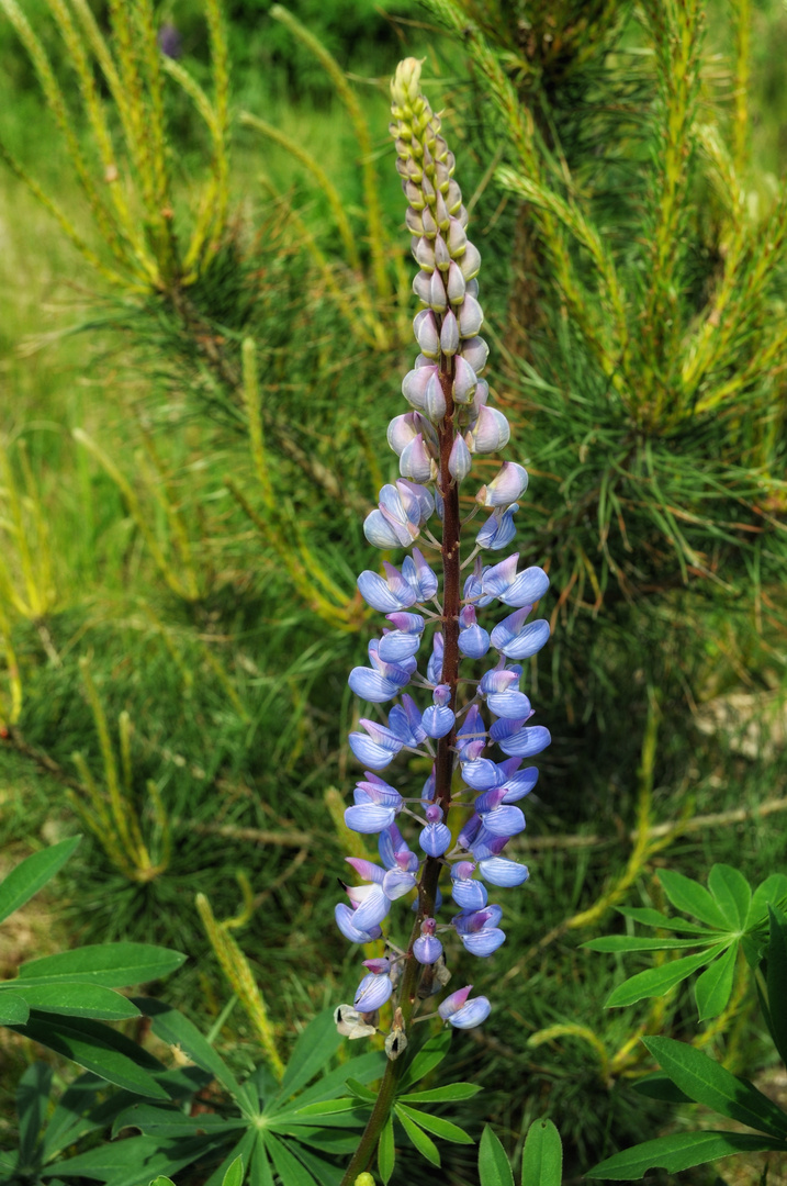 Lupine