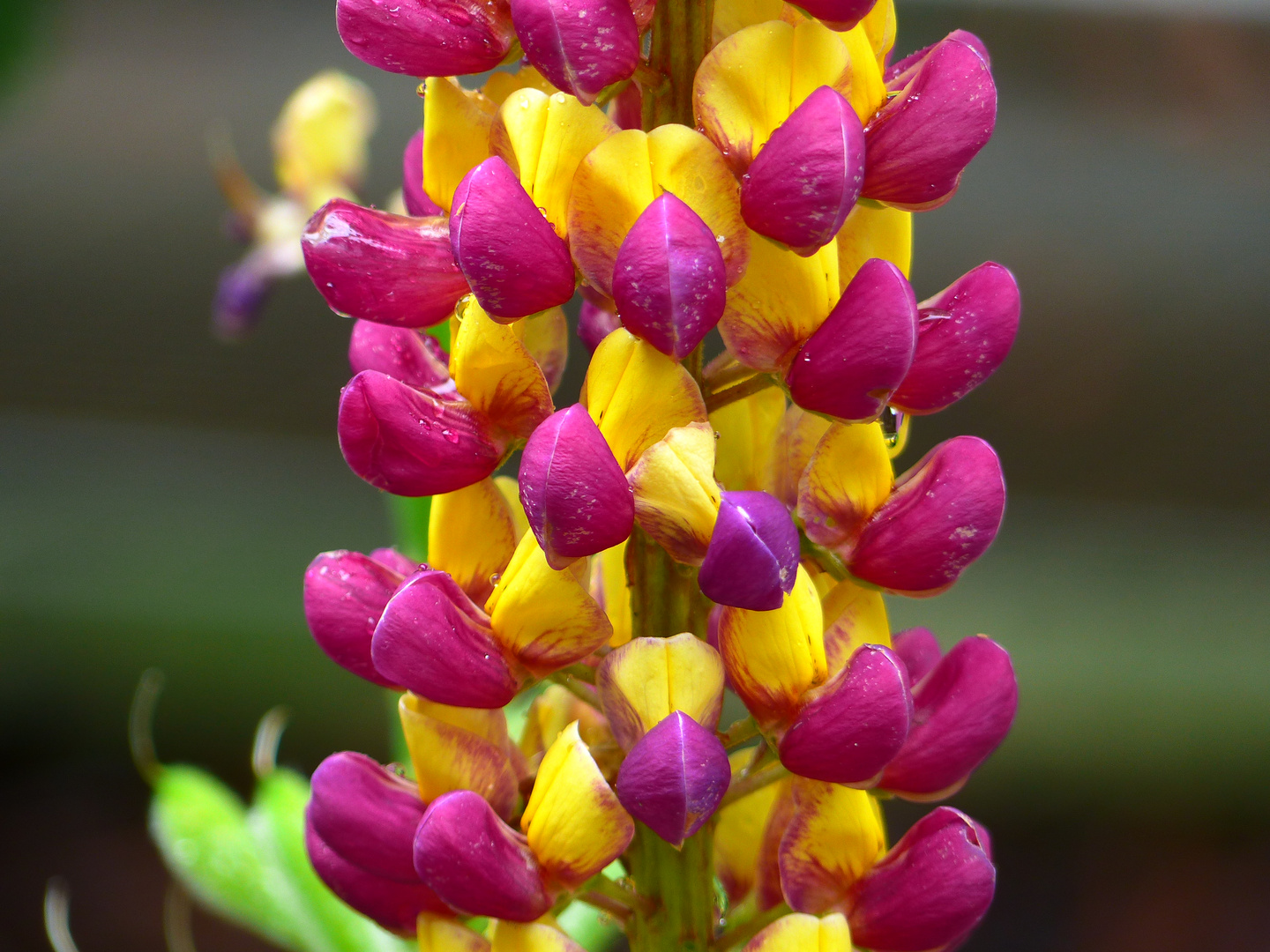  Lupine Foto & Bild pflanzen, pilze & flechten, blüten
