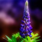 Lupine