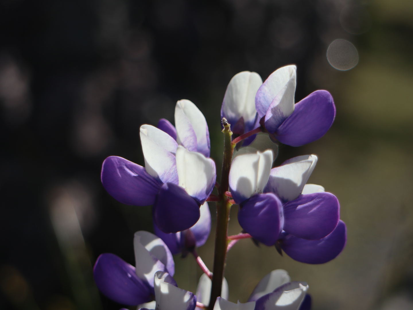 Lupine