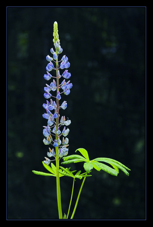 Lupine