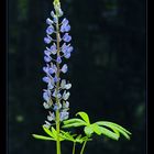 Lupine