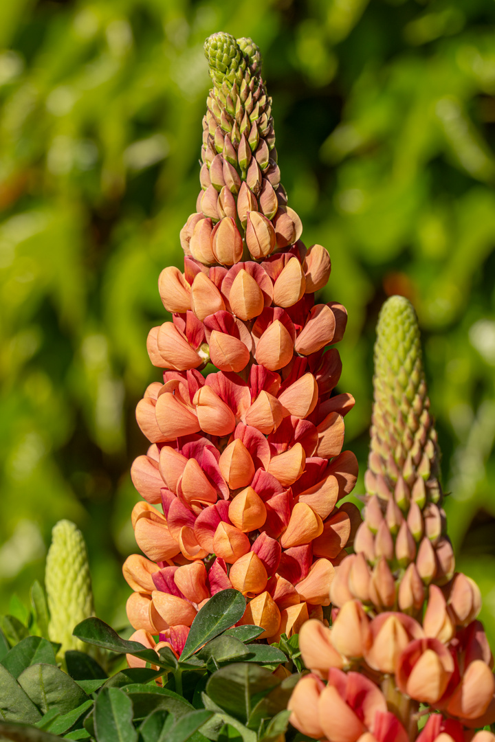 Lupine I