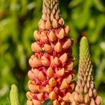 Lupine I