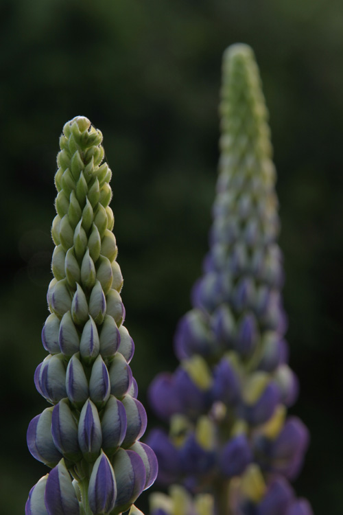 Lupine III