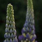 Lupine III