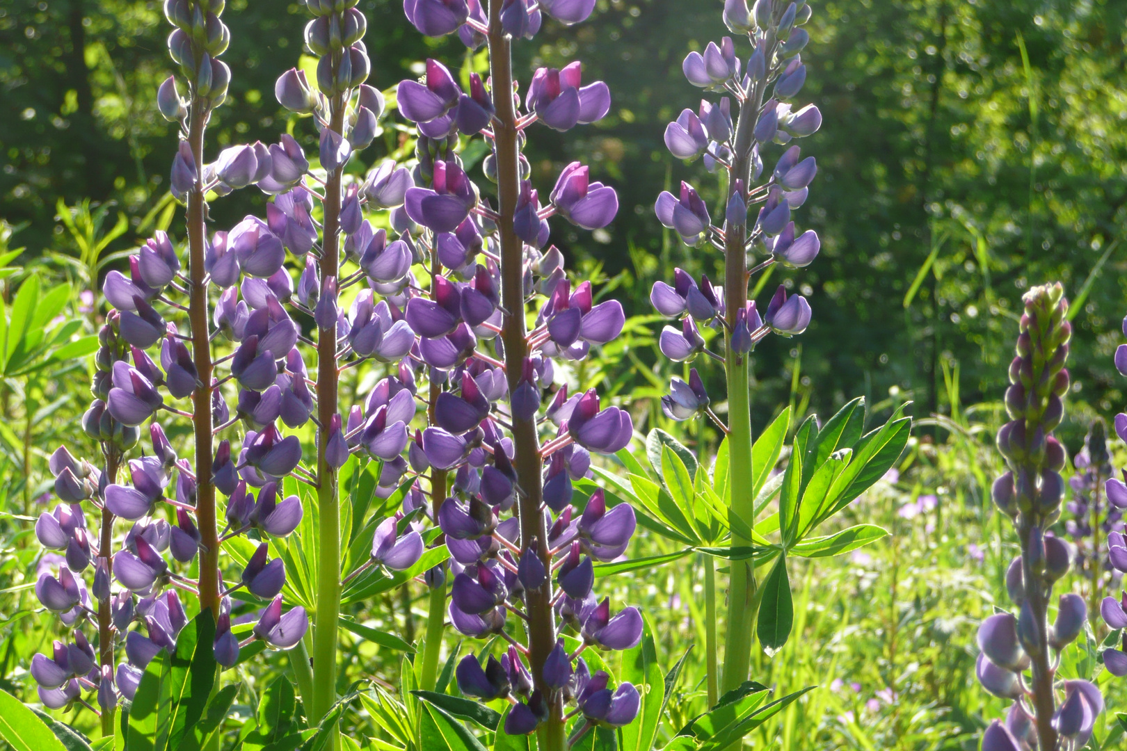 Lupine im Abendlicht