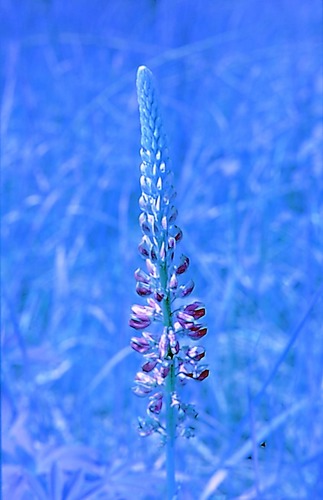 Lupine im Blau